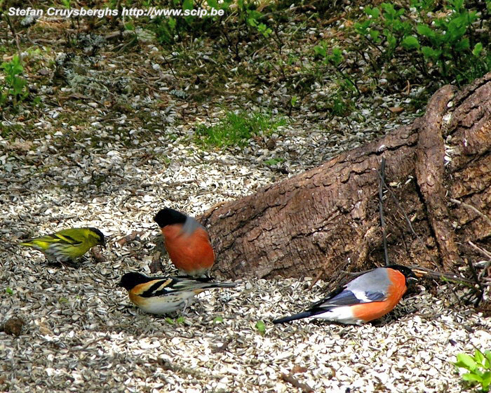 Bears trail - Birds Oulanka is a paradise for bird-lovers. A siskin (carduelis spinus), 2 bullfinches (pyrrhula pyrrhula) and a brambling (fringilla montifringilla). Stefan Cruysberghs